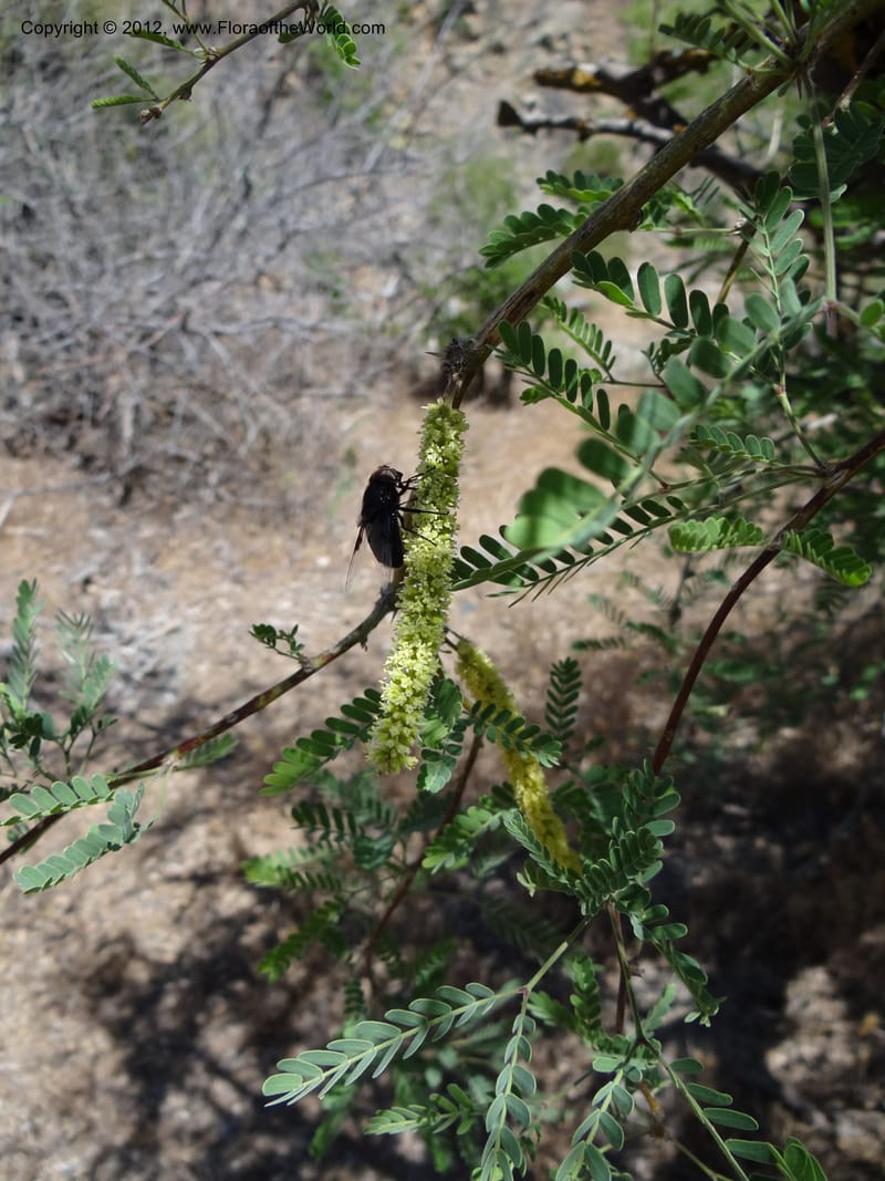 Prosopis glandulosa, Davidson, C 11938--AZ. Yavapai Co. Crown King Rd. 7 May 2012. DSC0894 1 (7).JPG