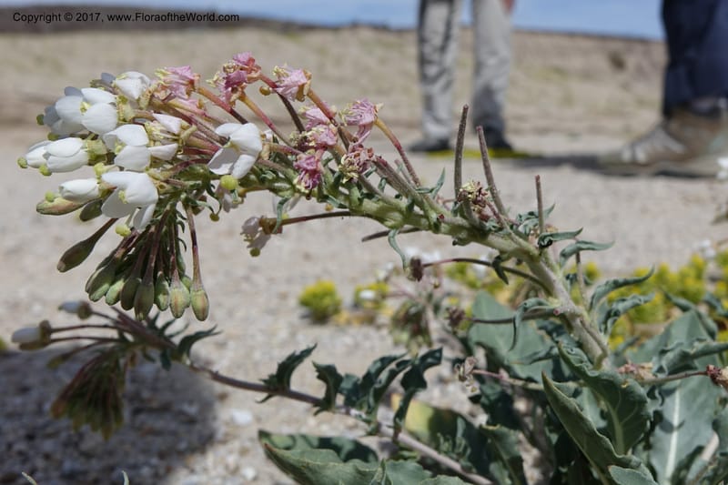 Camissonia boothii subsp. condensata, Davidson, C 13157--California. Inyo Co. Hwy 190 W of Panamint Spgd. Stop 1. 21 Apr 2016. DSC02055 (37).JPG