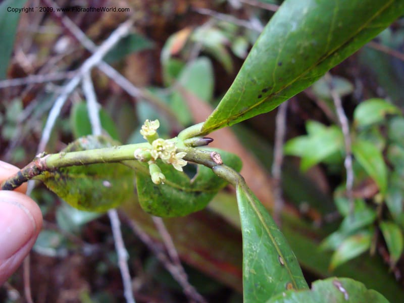 Symplocos, D. Neill 16000--Ecuador.Prov.ZamoraC.ResTapichalacaQueb.Onda25Sep2007 176.jpg