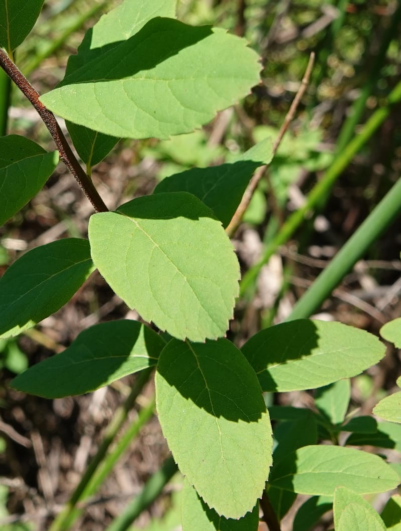 Spiraea douglasii var. menziesii, C. Davidson 13807--ID. Benewah Co. St. Joe R. Rd. Turtle Lake. 8 Jul 2018. DSC05829 (64).JPG