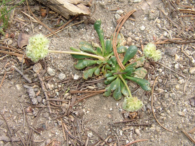 Cistanthe umbellata, CDavidson11101--ID. Valley Co. Top of Brundage Mtn.. 15 Jul 07. 013.jpg