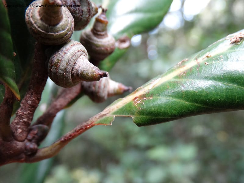 Lithocarpus, Davidson, C 12741--Sabah. Mt. Kinabalu. Bundu Tuhan Trail. 11 Oct 2014. DSC04153 (163).JPG