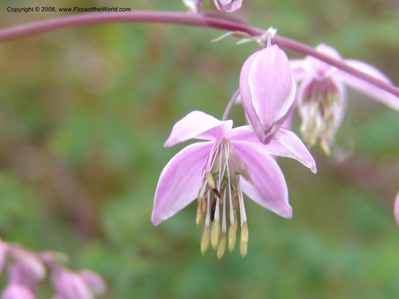Thalictrum delavayi, 91.0343CA. UC Berkeley Bot. Garden.  30 Jun 06. 015.jpg