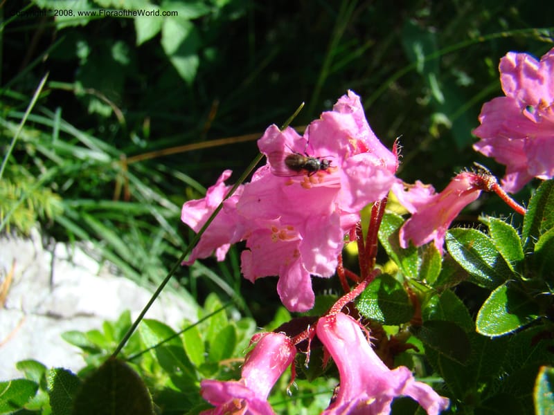 Rhododendron hirsutum, CDavidson11243--Slovenia. Gorenska Reg. Velika Planina. 6 Jul 08. 018.jpg