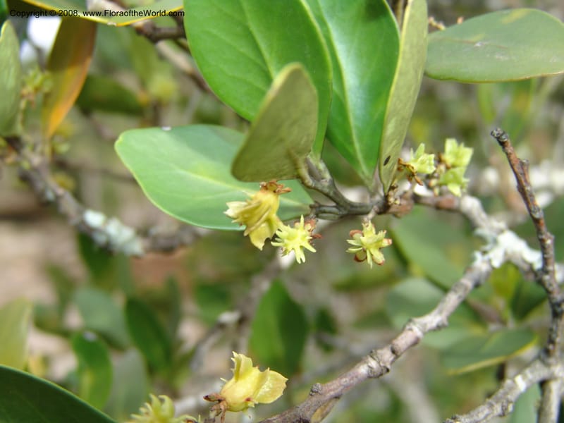 Pterocelastrus tricuspidatus--So.Africa. E. Cape. Waringham Farm, Quanti Area, Stut. 8 Mch 05. 521.jpg