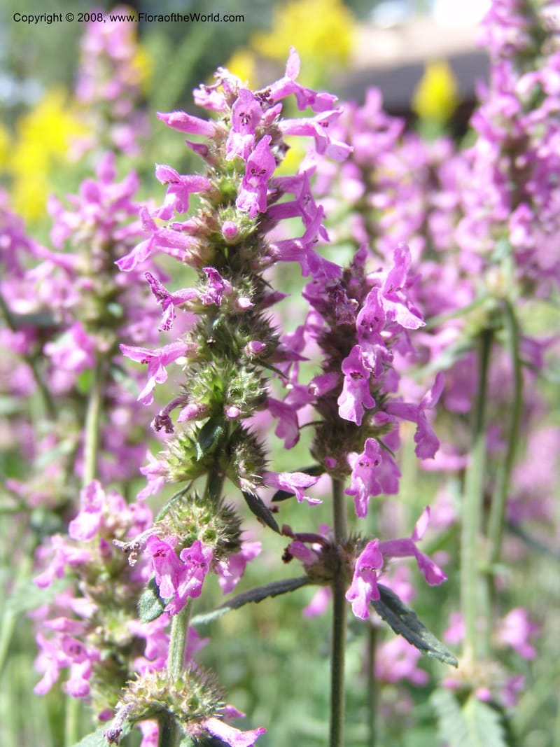 Stachys officinalis--AZ. Arboretum at Flagstaff. 3 Sep 04. 045.jpg