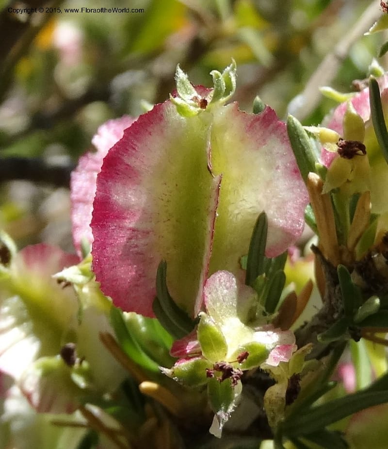 Tetraglochin alatum, Davidson, C 12788--Chile. Ruta 115, to Laguna del Maule. 24 Nov 2014. DSC07486 (291).JPG