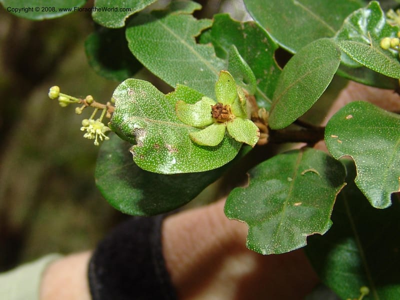 Croton nitidulum vel aff., RRanaivojaona1318--Madag. Prov. Fianar. Ranomafana Nat. Pk. 10 Jan 06. 281.jpg