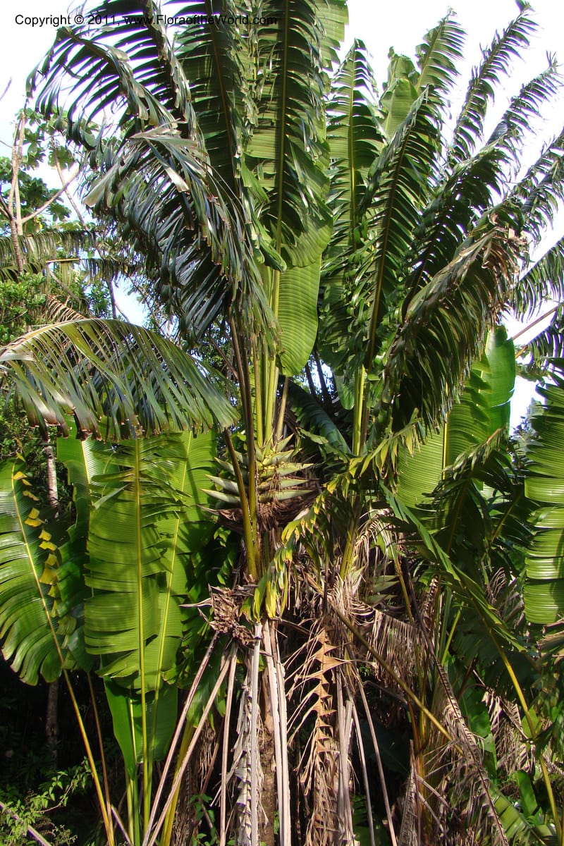 Ravenala madagascariensis, not coll.--Madagascar. Prov. Fianarantsoa. RN 12. 14 Jan 09. 324.jpg