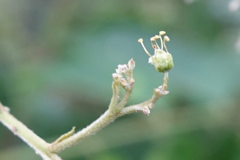 Eurycorymbus cavaleriei, Chung Kuo-Fang 3353--Taiwan. Wulai Distr. Wulai village. Chia Jiao Liao. 19 May 2016.  (24).JPG