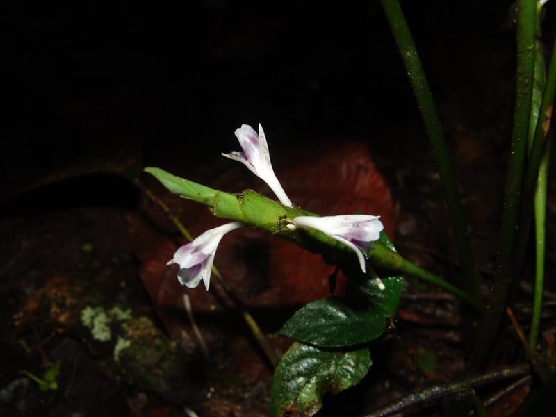 Calathea metallica, Croat94455--Ecuador. Prov. Pichincha. Res. Guaycuyacu. 10 Feb 05. 054.jpg