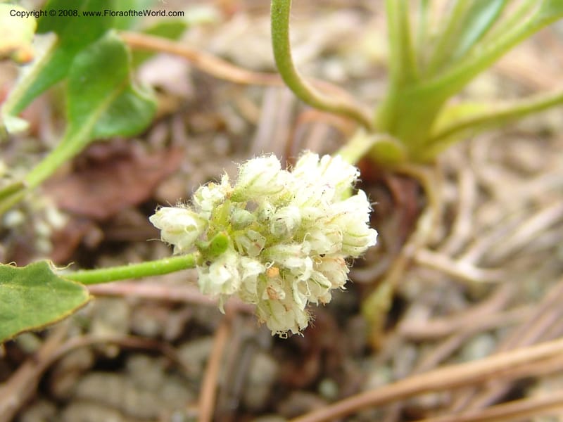 Eriogonum pyrolaefolium v. coryphaeum, CDavidson11099--ID. Valley Co. Top of Brundage Mtn.. 15 Jul 07. 010.jpg