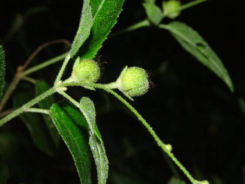 Croton--So.Africa. E. Cape. Umtiza Nature Res.. 7 Mch 05. 084.jpg