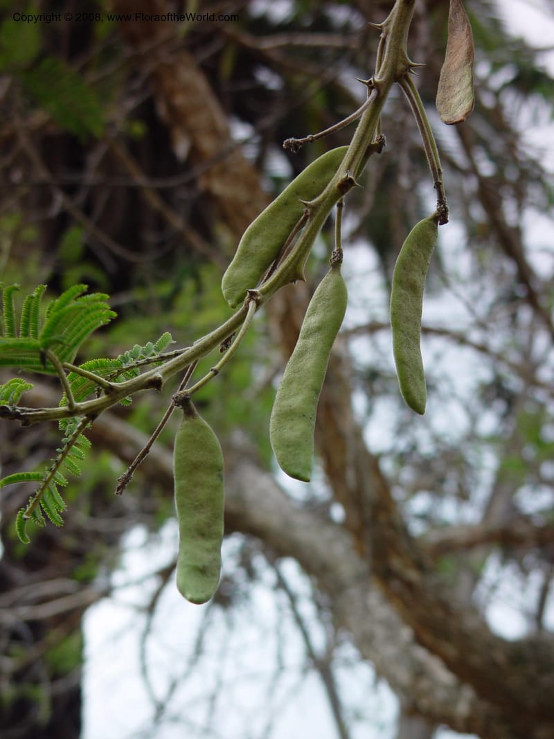 Acacia siberiana v. woodii, 23114--CA. Huntington Bot. Gard. 14 Feb 03. 044.jpg