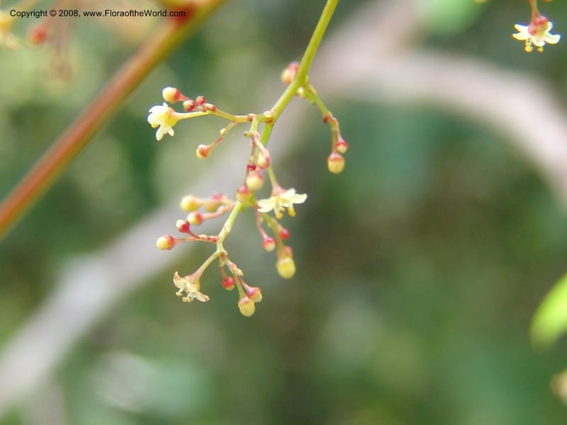 Rhus acocksii--So.Africa. E. Cape. Umtamvuna Nat. Res. 11 Mch 05. 457.jpg