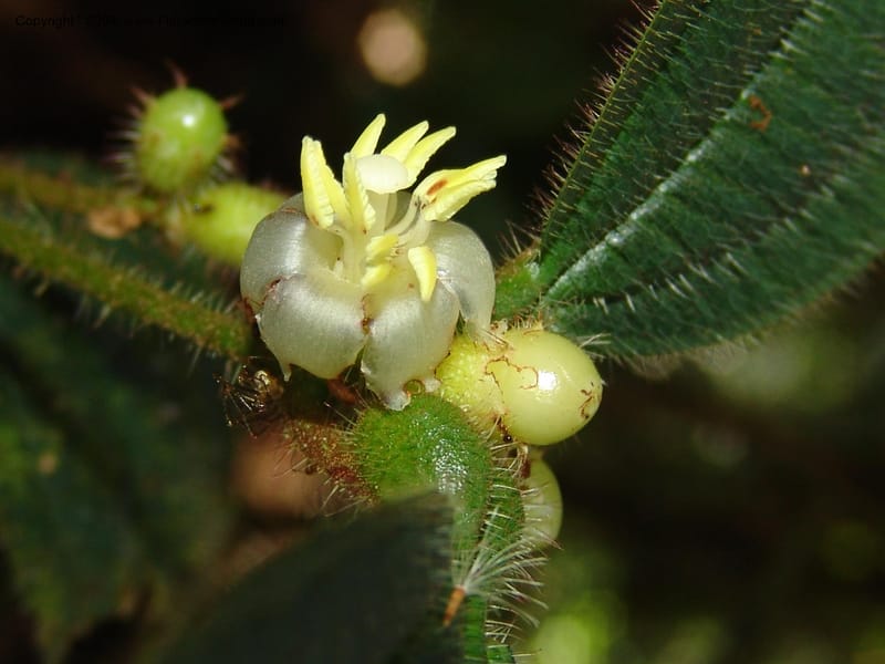 Tococa, DNeill15936--Ecuador. Prv. Zam. Ch. C del Condor. Wawaime plot. 22 Sep 07. 171.jpg