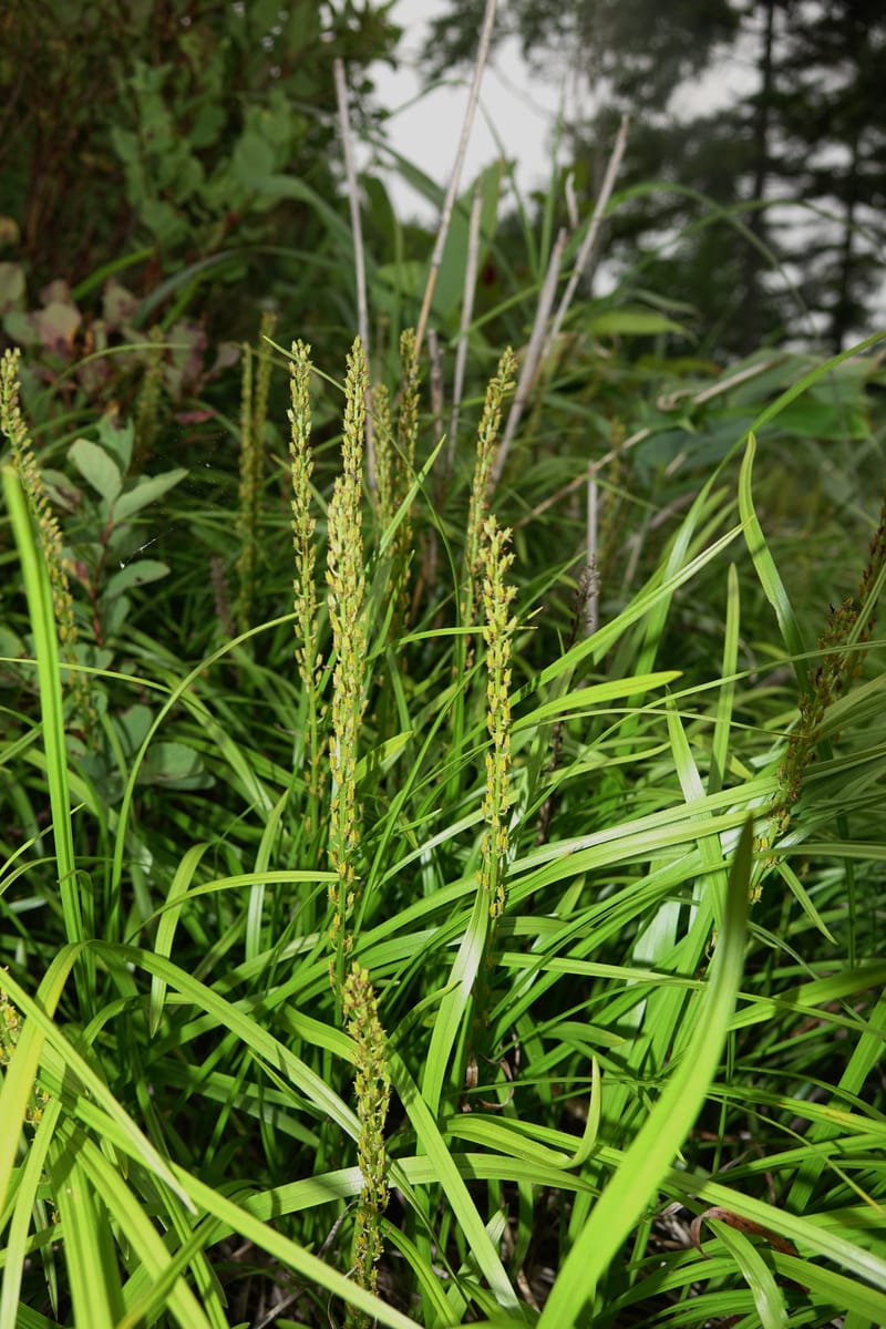 Japanolirion osense--Japan. Hokkaido. Teshio Exptl. For. 3 Aug 2016. DSC00757 (147).JPG