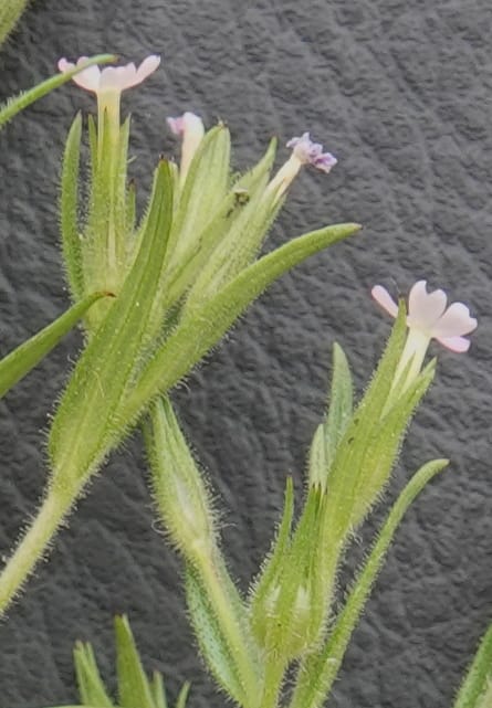 Microsteris gracilis, C. Davidson 13756--Oregon. Wallowa Co. Zumwalt.Trail Cr. Rd. 4 Jun 2018. DSC04078 (246).JPG