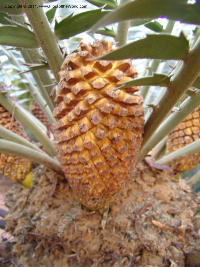Encephalartos transvenosus, 18635--So. Africa. Pretoria Nat. Bot. Gard. 25 Jun 04. 124.jpg