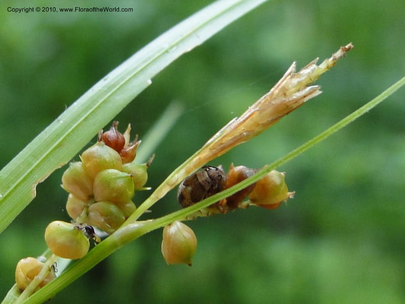 Carex caroliniana, Mori, S 27440, USA, North Carolina, Wake Co., Boyce Bridge Rd, 25 May 2010 (29).JPG