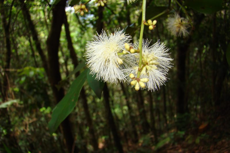 Archidendron, Regalado 1747--Viet Nam. Thua Thien Hue Prov. Phu Loc Distr. Bach Ma. 13 Apr 09. 332.jpg