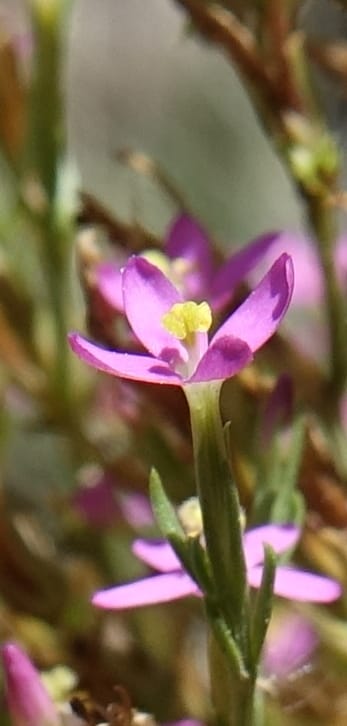 Centaurium pulchellum, Fortunato 13214--Argentina. Pedernal, Hwy 153. 10 Feb 2018. DSC00169 (46).JPG