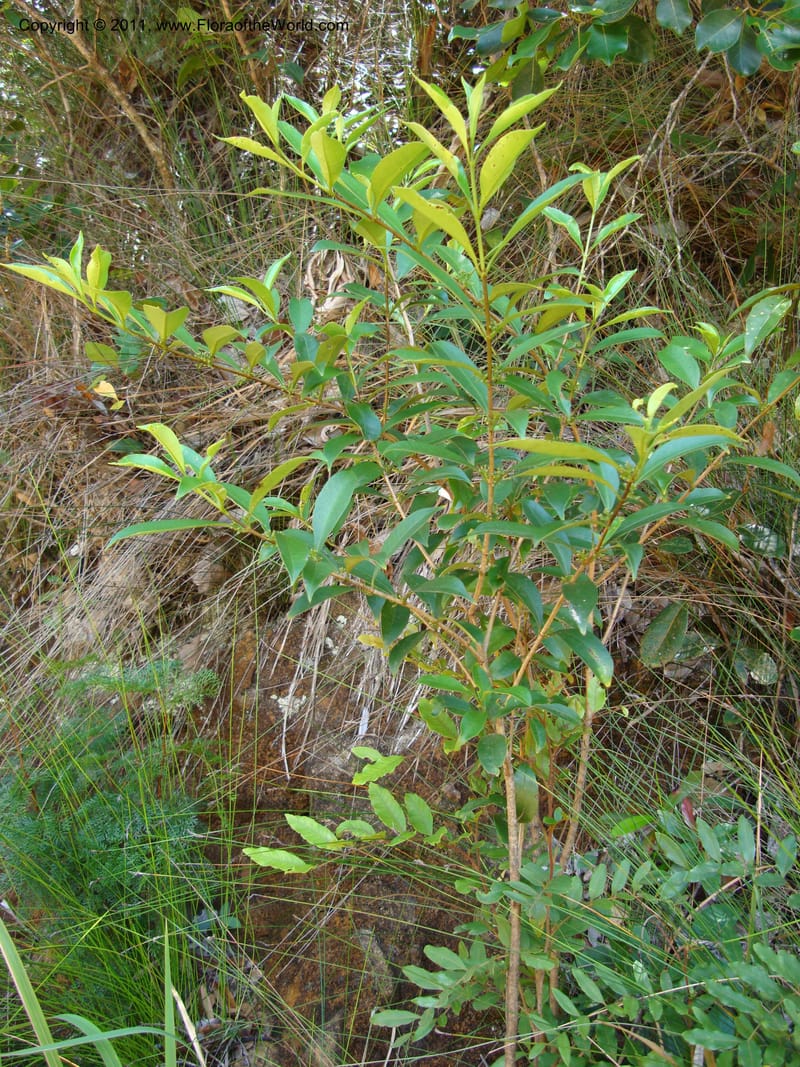 Wikstroemia indica, J Munzinger4671,New Caledonia,Dumbea barrage 11Nov2007 220 (3).jpg