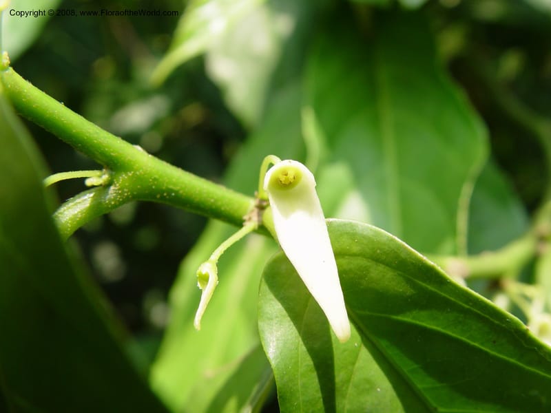 Glossocalyx longicuspis--Cameroon. Limbe Botanic Garden. 4 Dec 03. 209.jpg