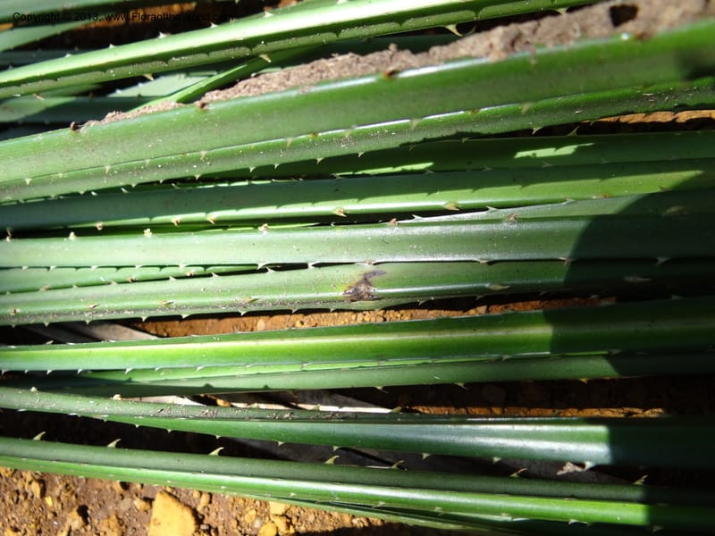 Pandanus pugnax, Callmander 1035--Malaysia, Sabah. Meliau Range. Ulu Tongod For. Res. 8 Apr 2012. DSC07780 (28).JPG