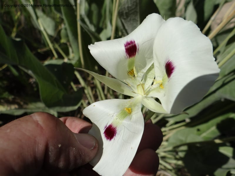 Calochortus eurycarpus, Davidson, C 12189--ID. Boise Co. 5.2 miles west of Long Gulch-Rattlesnake Cr. jct. 15 Jun 2013. DSC06555 (9).JPG