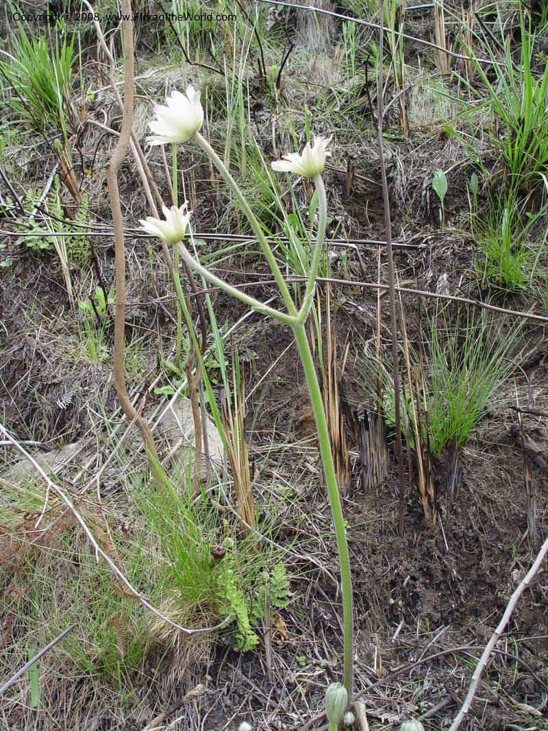 Anemone fanninii--So. Africa. Drakensberg Mts. Giant's Castle. 3 Oct 03. 061.jpg