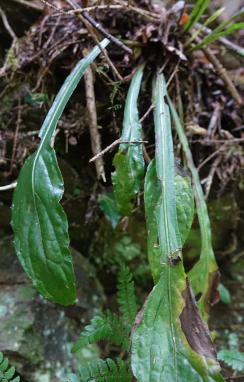 Ainsliaea latifolia, Tseng Yu-Hsin 1331--Taiwan. Taroko Nat. Park. Mt. Bilu Trail. 21 May 2016.  (137).JPG