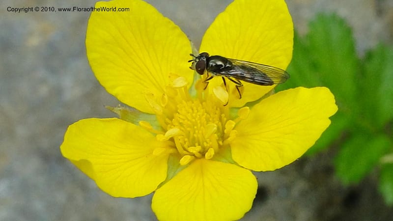 Potentilla anserina, C. Davidson 11781--CA. Humboldt Co. Trinidad State Beach. 18 August 2010. 081 (33).jpg
