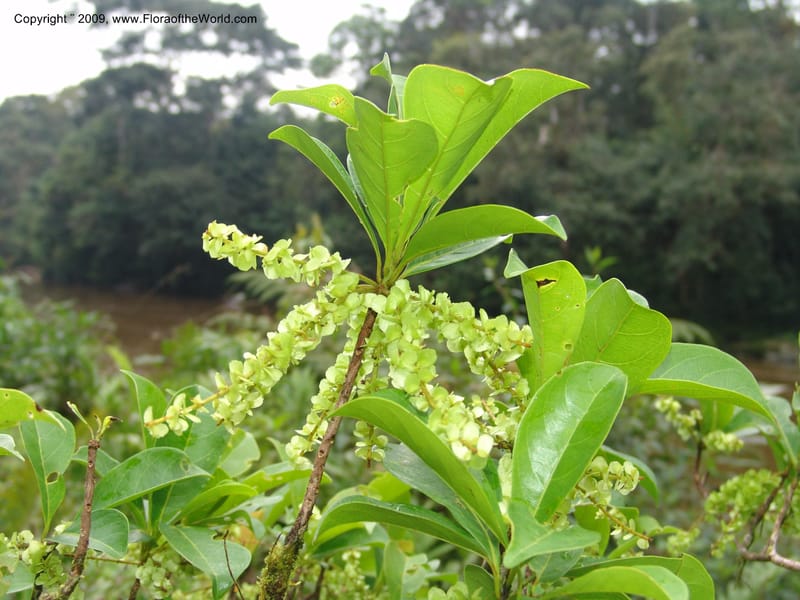 Terminalia amazonia, DNeill15706--Ecuador. Prov. Zamora Ch. Rio Nangaritza ca Las Orquideas. 15 Sep 07. 117.jpg