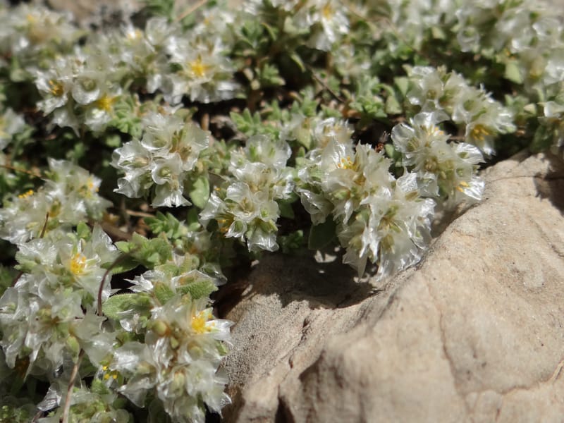 Paronychia kurdica--Iraq. Kurdistan. Shakh-i-Pira Magrun. 24 May 2013. DSC05074 (117).JPG
