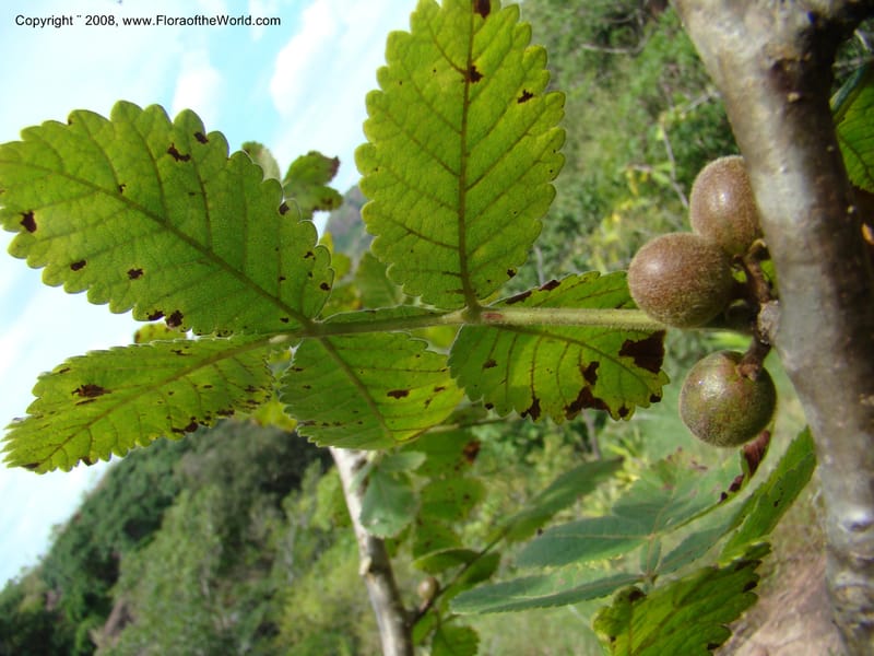Bursera diversifolia, NMartinezM2420--MX. Chiapas. Jiquipilas. Cerro el Campanario. 14 Sep 08. 135.jpg