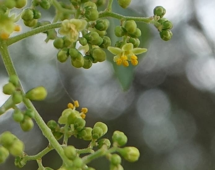 Schinus areira, Fortunato 13200--Argentina. Hwy 150 S of San Augustin. 9 Feb 2018. DSC09845 (83).JPG
