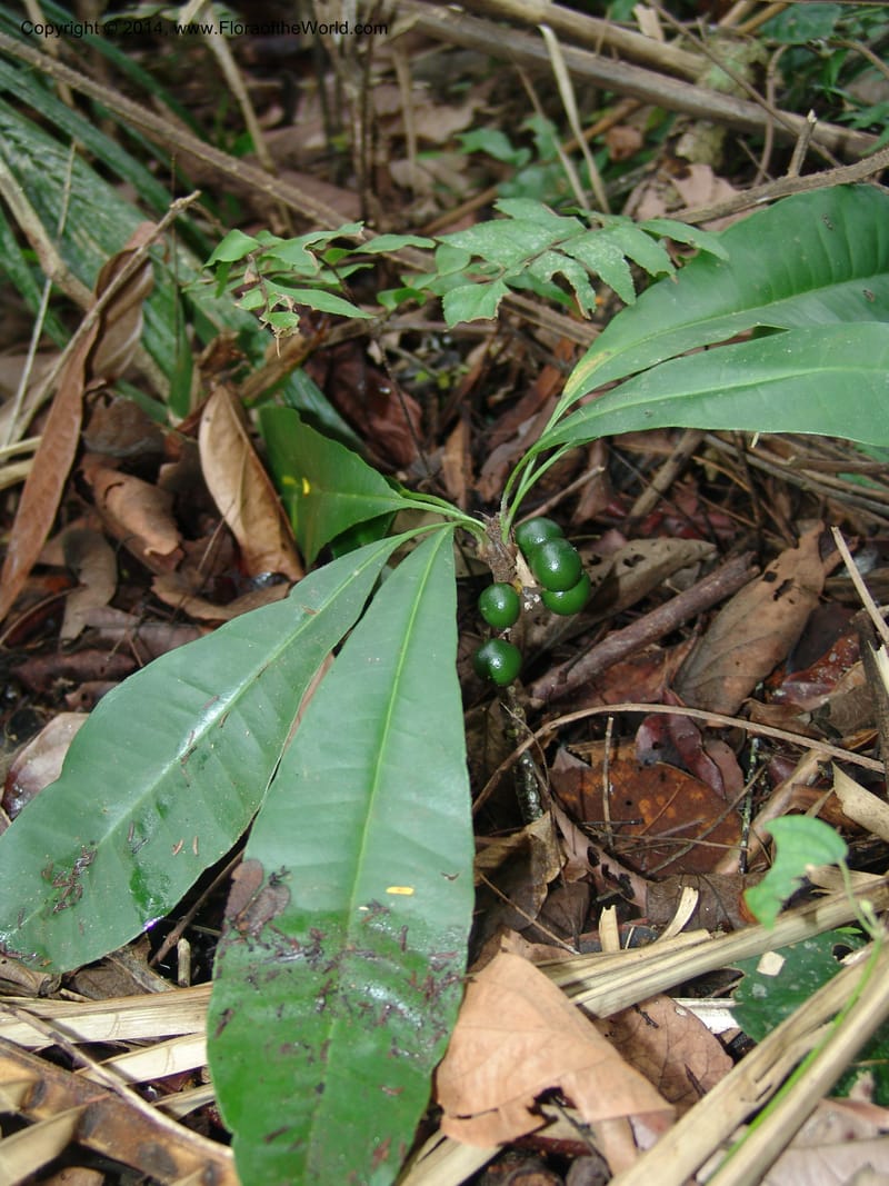 Clavija, Farfan 692--Peru. Edo. Madre de Dios. ACEER Res. Ctr. Pan de Arbol Trail. 19 Oct 05. 087 (2).jpg