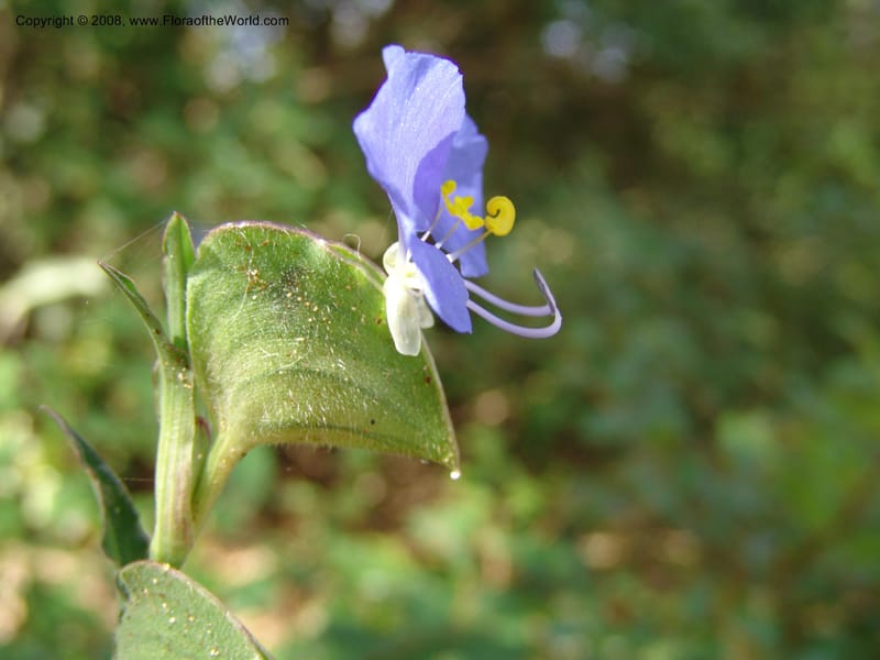 Tradescantia--TX. Johnson Wildflower Center. 13 Jun 04. 011.jpg