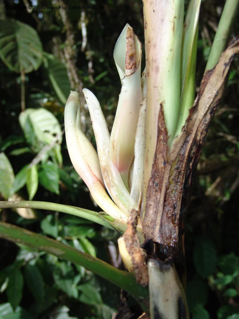Philodendron clarkei, Croat95272--Ecuador. Prov. Pichincha. Tinalandia. 24 Feb 05. 235.jpg