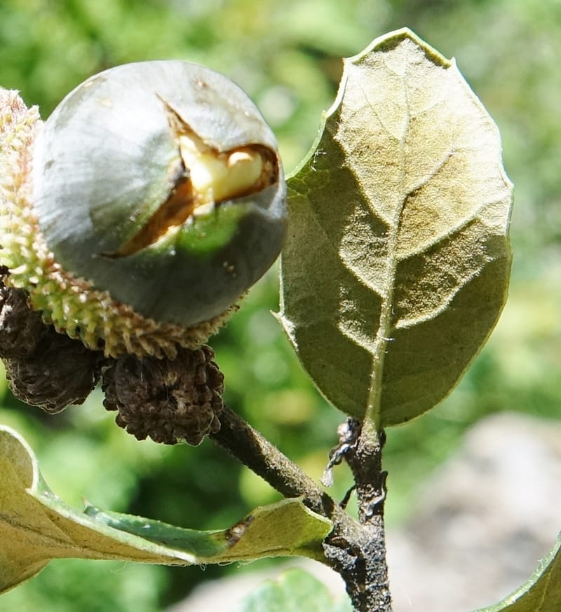 Quercus, C. Davidson 13762--China. Sichuan. Yibailingba-gou. 12 Aug 2017. DSC04660 (318).JPG