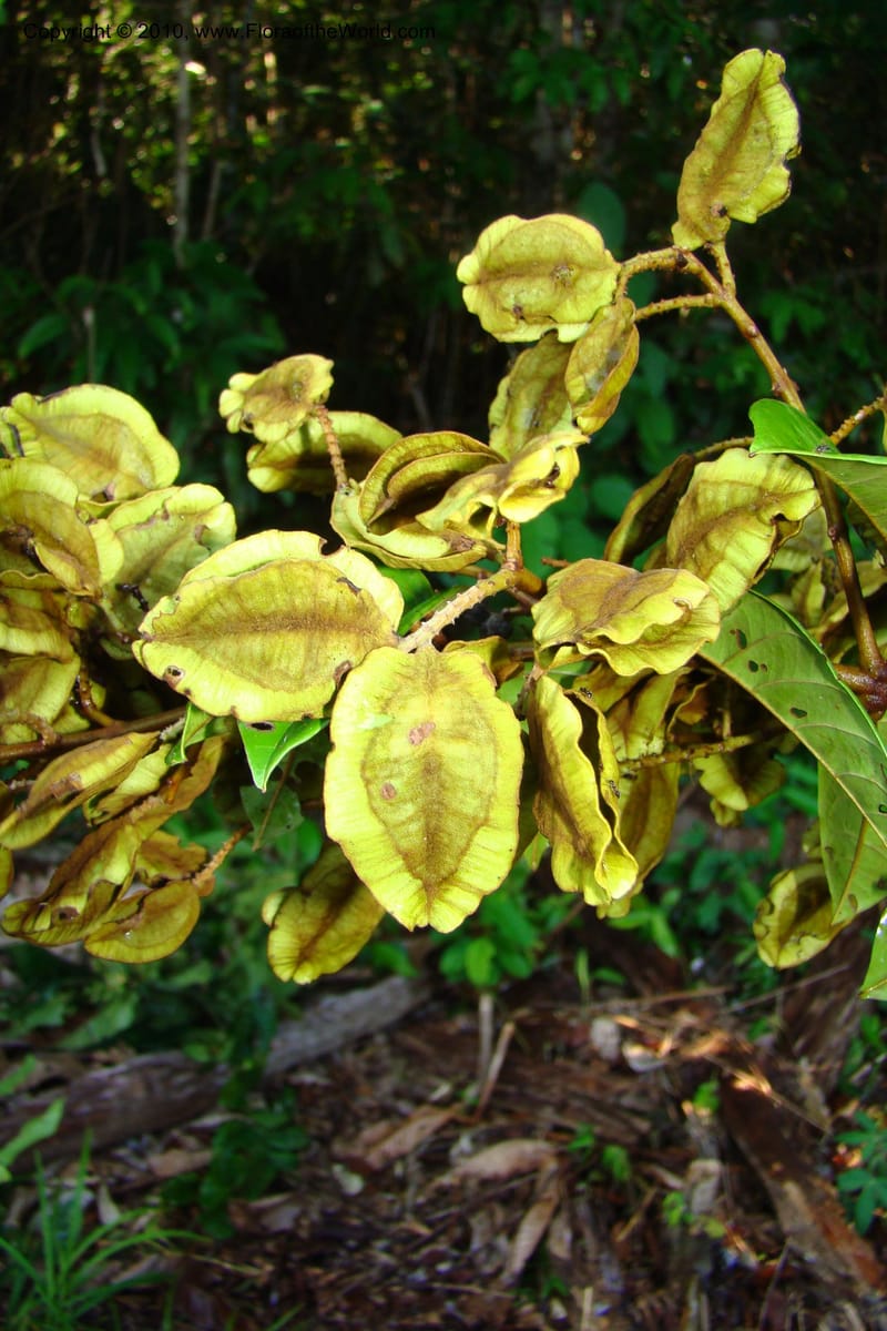 Combretum, Vasquez 34674--Peru. Loreto. Dist. Nauta. Miraflores, Rio Tigre. 8 Nov 08. 090.jpg