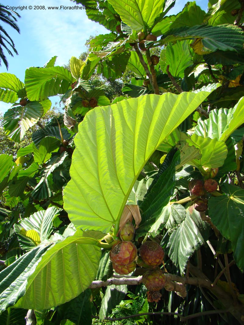 Ficus dammaropsis--Australia. Royal Botanic Garden, Melbourne. 19-20 Mch 08. 215.jpg