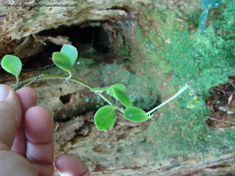 Peperomia, JMunzinger4870--New Caledonia. Plateau de Dogny. 19 Nov 07. 484.jpg