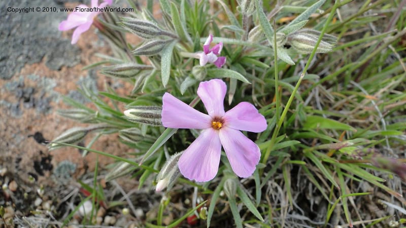Phlox aculeata, C. Davidson 11738--Idaho. Ada Co. Black's Cr. Rd. 17 April 2010 087 (22).jpg