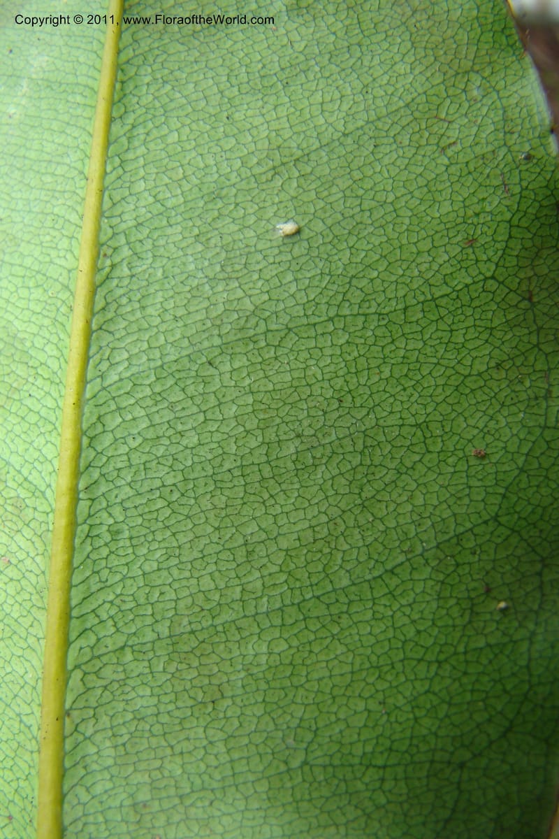 Mammea, M. Callmander 768--New Caledonia. Upper Tene River Valley. 19 Jan 2010. 377 (92).jpg