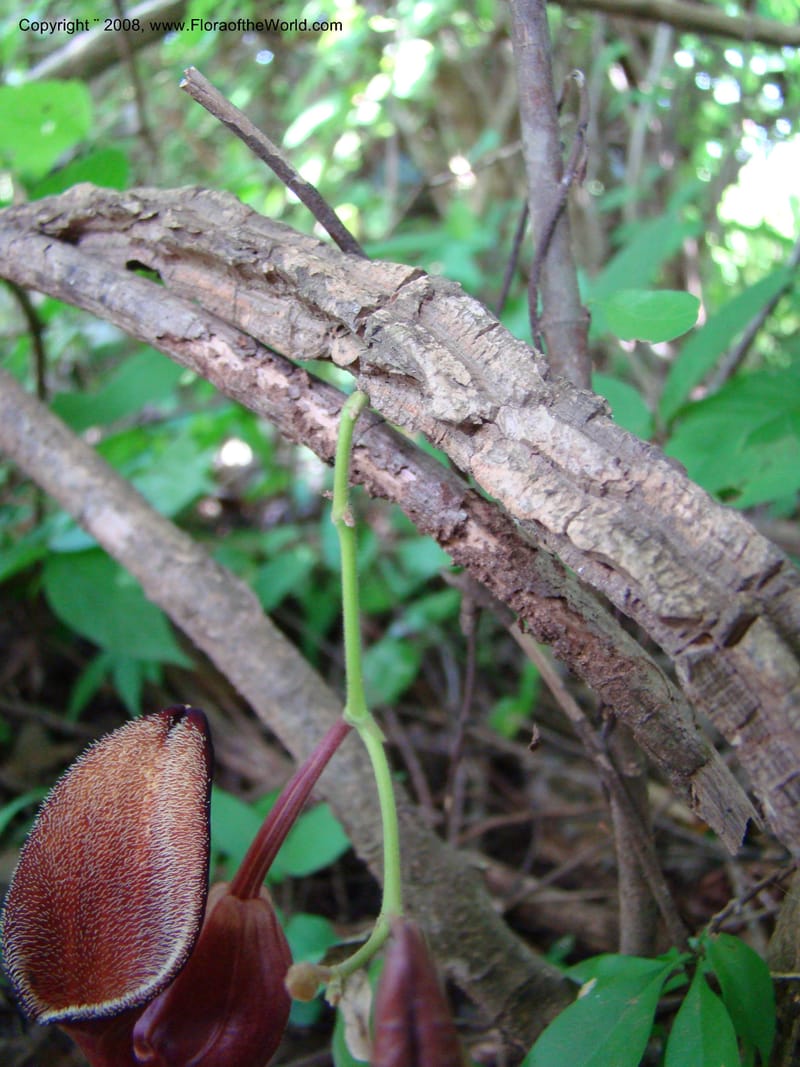 Aristolochia maxima, NMartinezM2422--MX. Chiapas. Jiquipilas. Cerro el Campanario. 14 Sep 08. 070.jpg