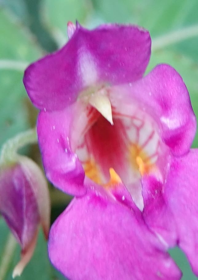 Impatiens bannaensis, D. Boufford 44157--China. Yunnan. Bu Long Shan. 6 May 2018. DSC02824 (282).JPG