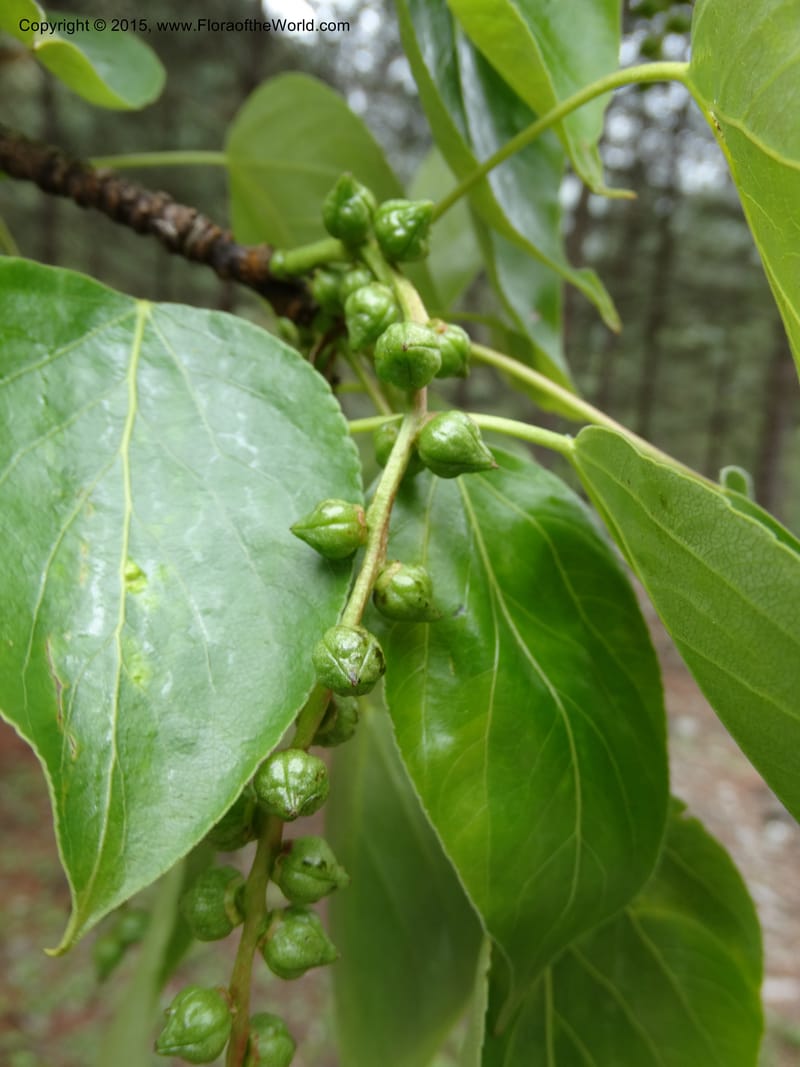 Populus, Boufford, D 43740--China. Sichuan. XinZhaZi Gou. 14 May 2014. DSC06426 (24).JPG