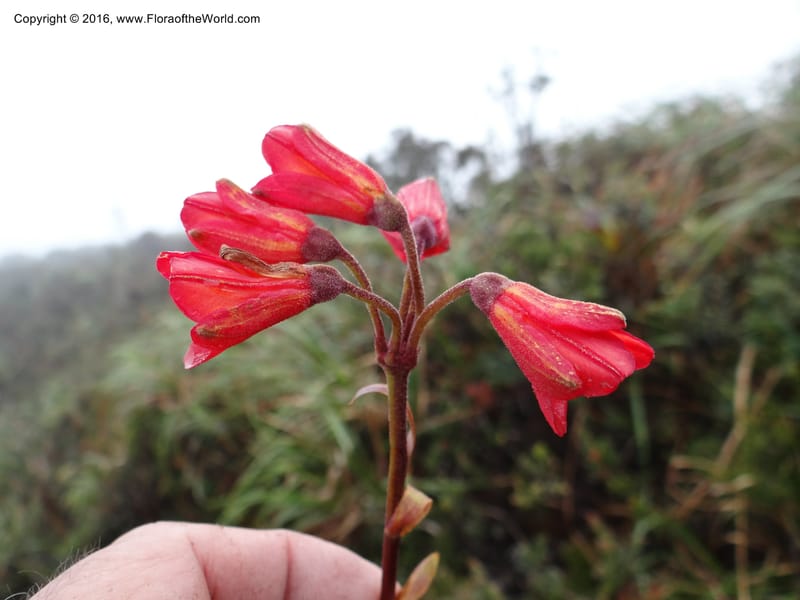 Bomarea, Ulloa, C 2327--Ecuador. Loja. Cerro Toledo. 30 Sep 2012. DSC05859 (219).JPG